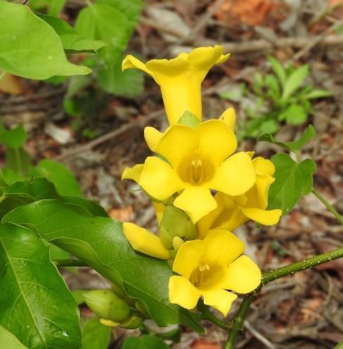 Yellow Amphilophium crucigerum Flower Seeds