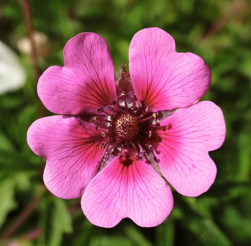 Pink Potentilla nepalensis Flower Seeds