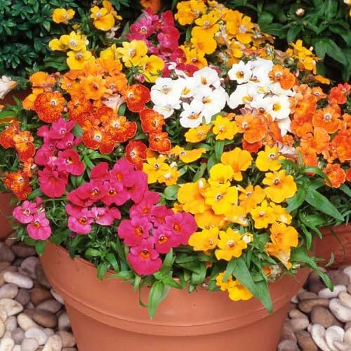Yellow Auricula Flower Seeds