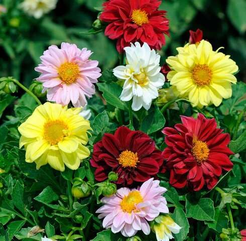 Mixed Dahlia Variabilis Flower Seeds