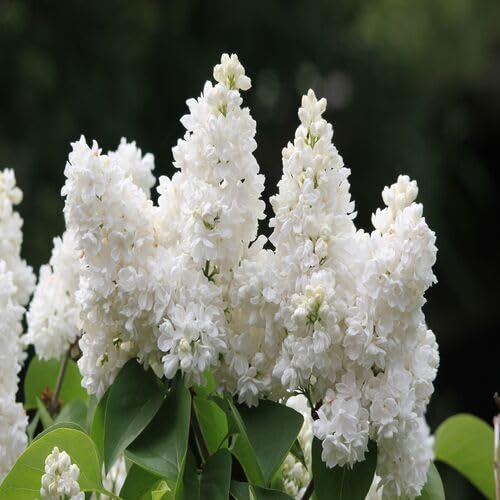 White Lilac Flower Seeds