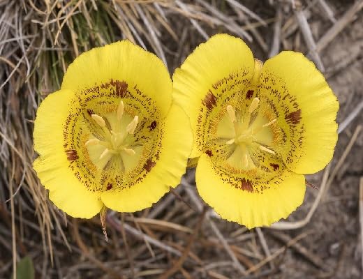 calochortus flower seeds flower