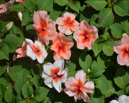 Red Giant Impatiens Flower Seeds