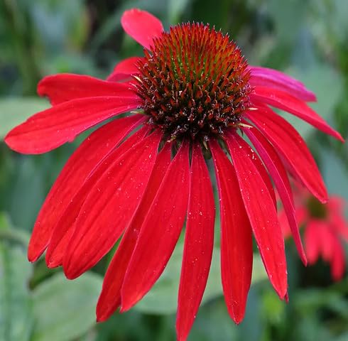 Red Echinacea Flower Seeds