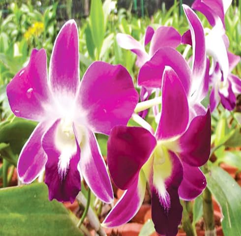 White Purple Orchid Flower Seeds