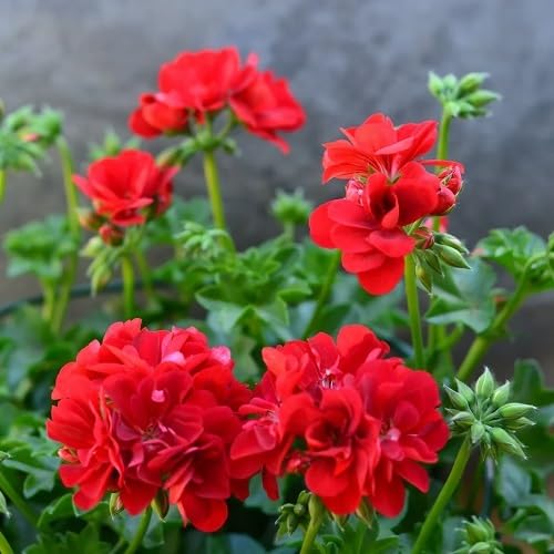 Red Pelargonium Geranium Flower Seeds