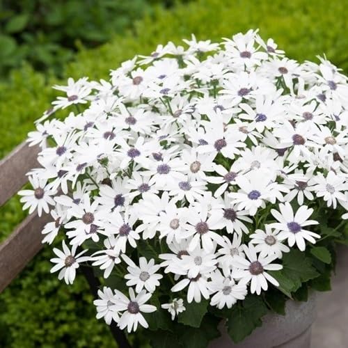 Cineraria Flower Seeds