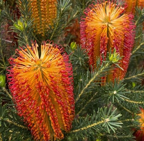 Red Banksia Flower Seeds