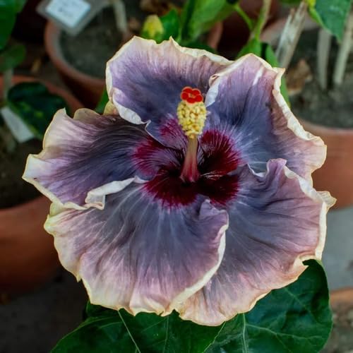 Gray Hibiscus Flower Seeds