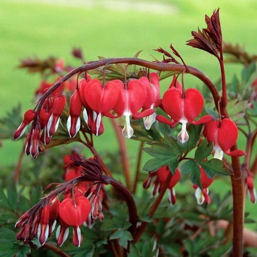 Bleeding Heart Flower Seeds