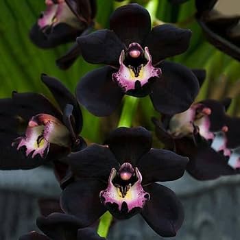 Black Cypripedium Flower Seeds - Heirloom Non GMO Premium Garden Seeds for Planting