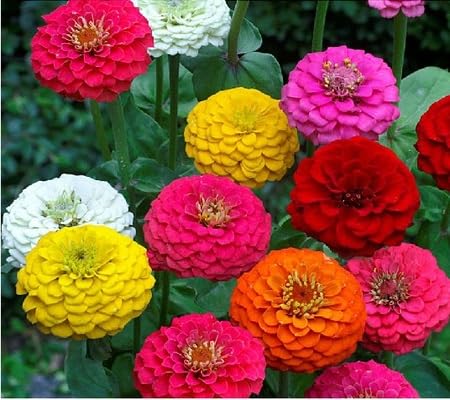 Red Zinnia Flower Seeds