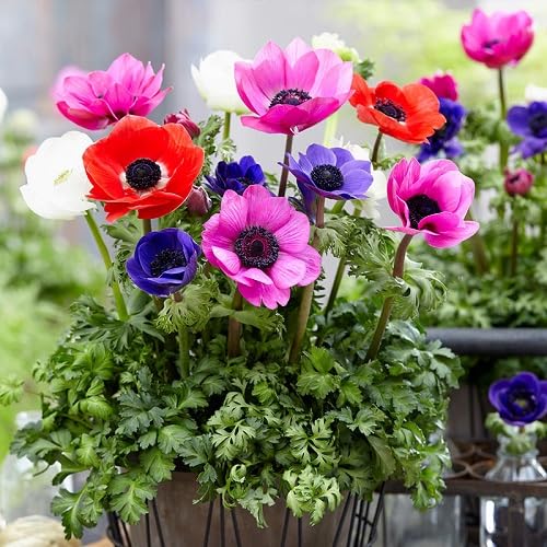 Mixed Anemone Flower Seeds