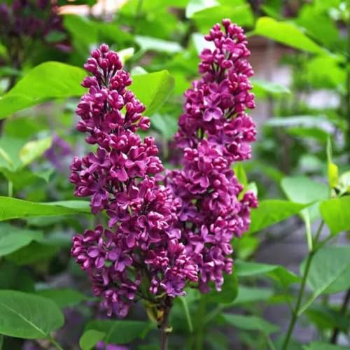 Purple Syringa Flower Seeds