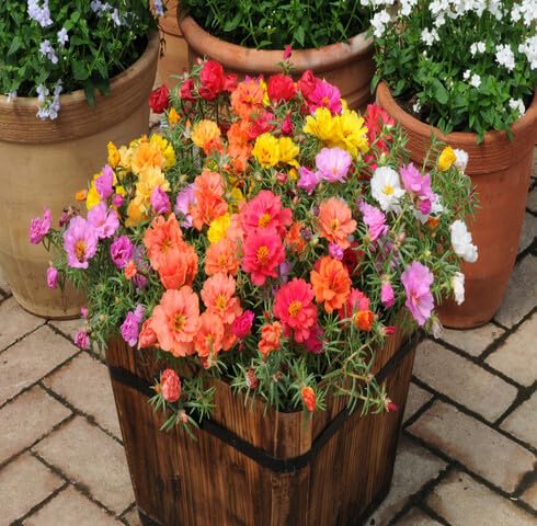 Mixed Portulaca Flower Seeds