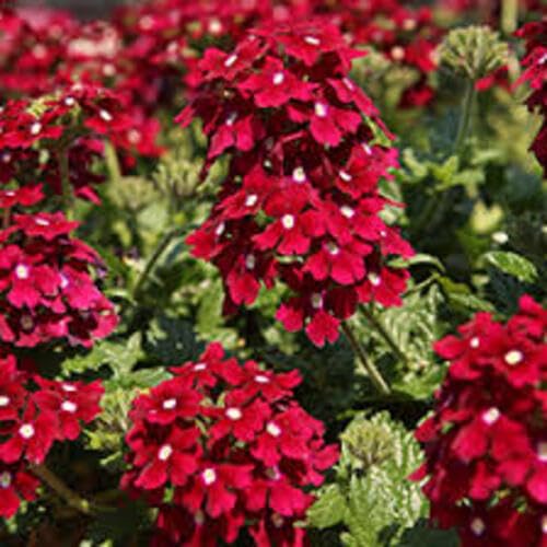 Verbena Flower Seeds