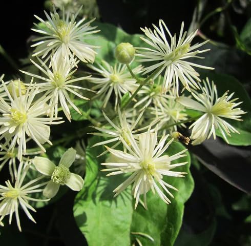 White Clematis Vitalba Flower Seeds