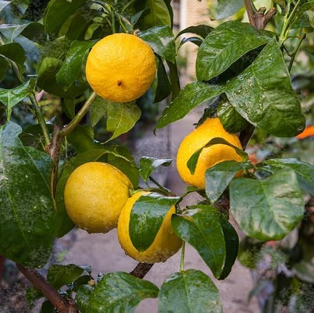 Yellow Bergamot Orange fruit seeds for organic garden planting