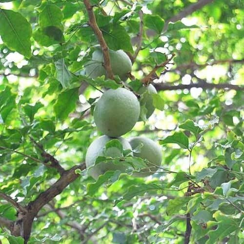 Green Aegle marmelos Fruit Seeds Exotic Kitchen Favorite for Orchard Cultivation