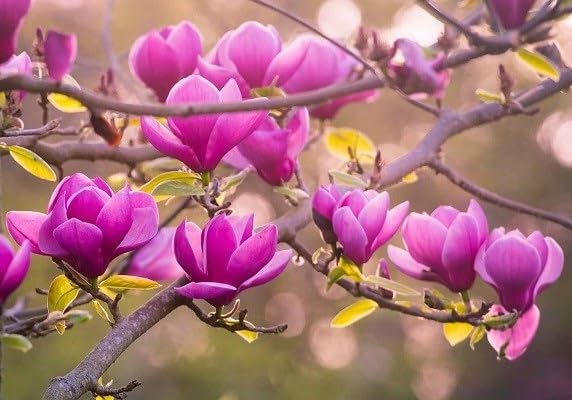Magnolia Yulan Flower Seeds