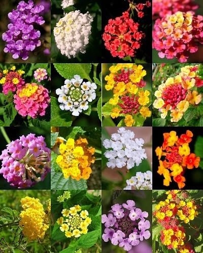 Lantana Flower Seeds