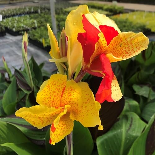 Red Yellow Canna Lily Flower Seeds