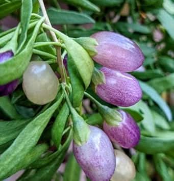 Purple Goji Berry Fruit Seeds