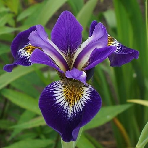 Violet Iris Versicolor Flower Seeds