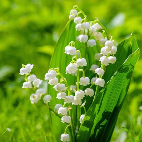 LILY OF THE VALLEY Flower Seeds