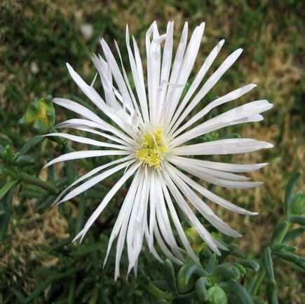 white mesembryanthemum flower seeds
