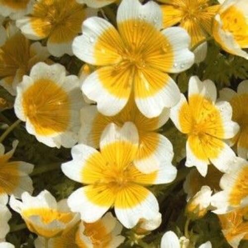 Limnanthes Douglasii Flower Seeds