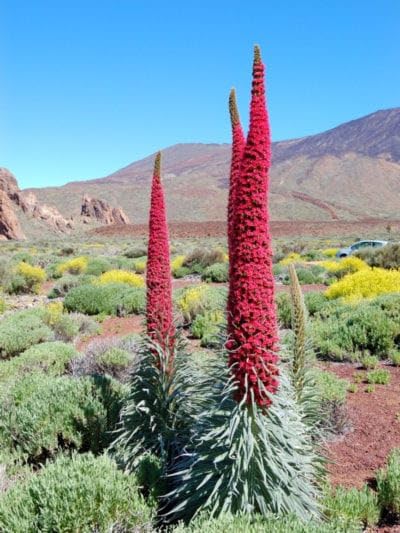 Echium Flower Seeds