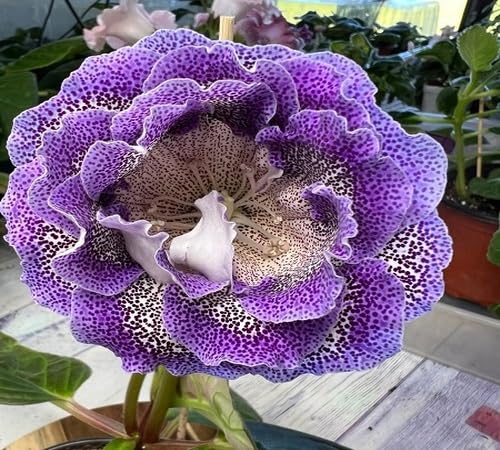 white purple gloxinia flower