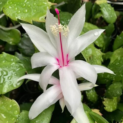 Pink Zygocactus Flower Seeds