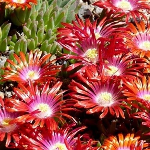 Red Ice Plant Flower Seeds