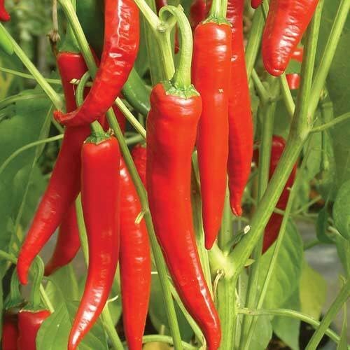 Chilli vegetable seeds Red vegetable seeds for Home Gardening, Natural Home Farming Choice for kitchen garden planting