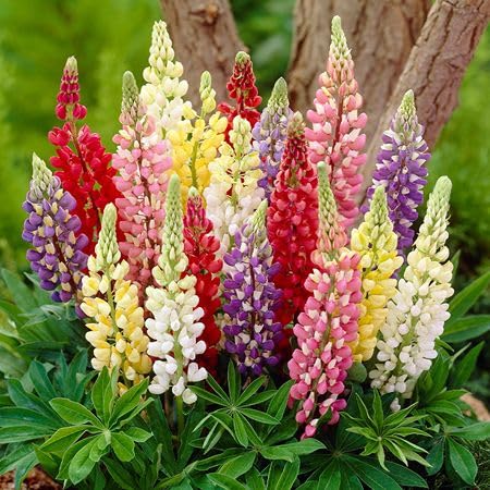 mixed lupine flower seeds