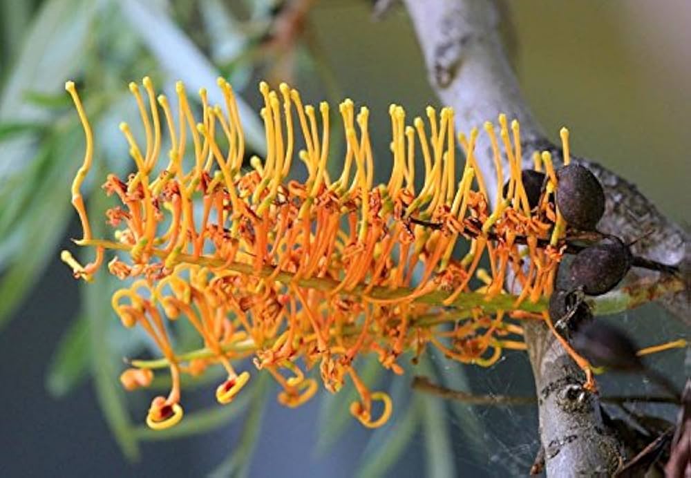 grevillea spp flower in native australian garden