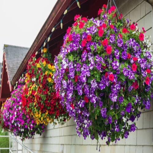 Mixed Hanging Petunia Flower Seeds