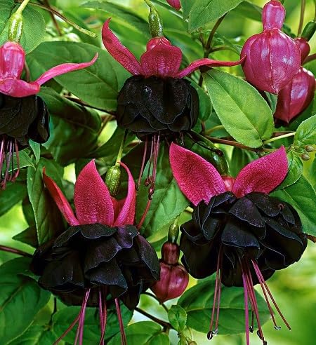 black fuchsia hanging flower