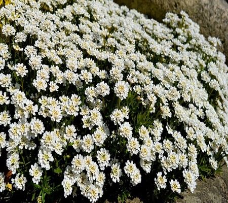 candytuft flower seeds flower