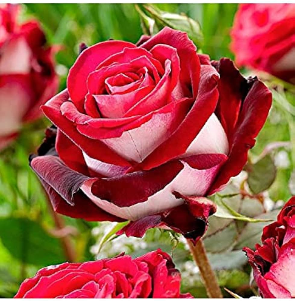 Red White Osiria Rose Rare Burgundy Flowers Plant Flower Seeds