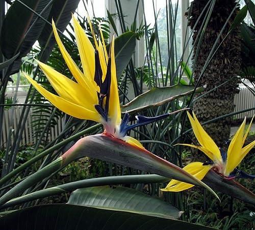 Bird Paradise Flower Seeds