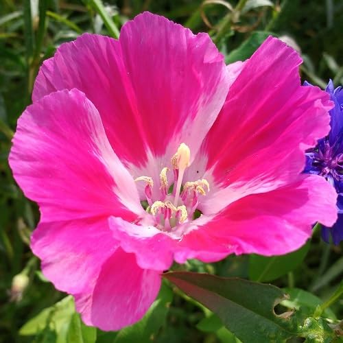 pink clarkia flower seeds