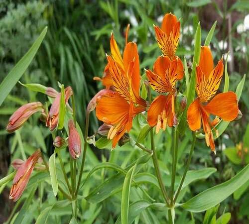 Orange Giant Alstroemeria Flower Seeds