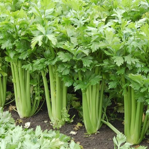 Celery vegetable seeds for Home Gardening, Easy Grow Culinary Garden Selection Premium for kitchen garden planting