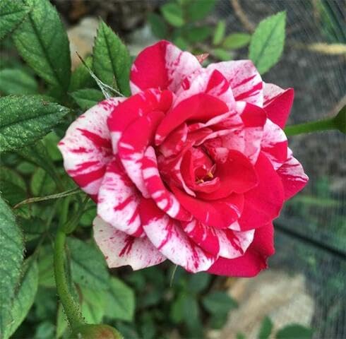 pink white rose flower