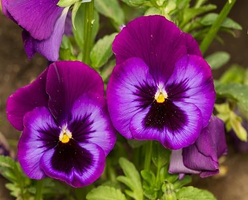 Purple Pansy Flower Seeds