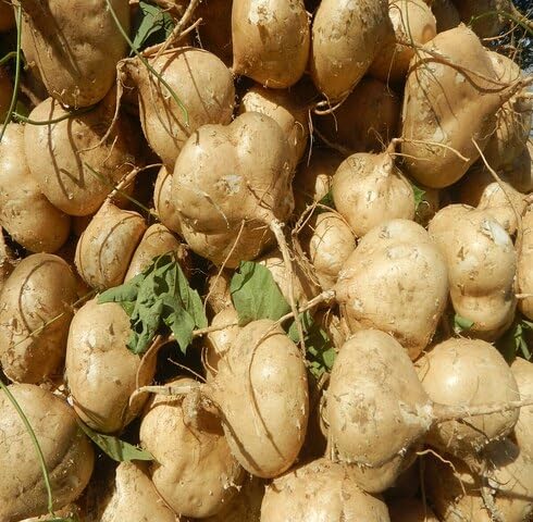 Brown Jicama vegetable seeds vegetable seeds for Home Gardening, Easy Grow Farm Fresh Produce for kitchen garden planting