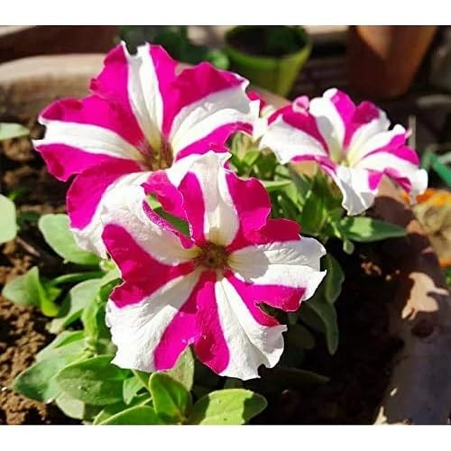Pink Petunia Flowers Seeds
